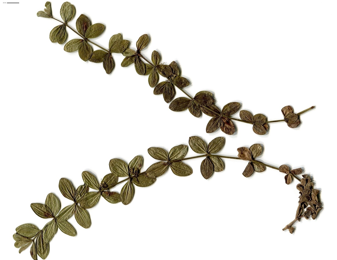 Cruciata glabra var. glabra (Rubiaceae)